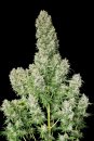 Serious Seeds White Russian (Феминизированные)