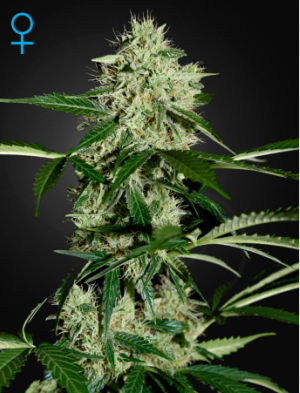 Семена Green House Seed Co. Northern Lights Auto (Автоцветущие феминизированные)