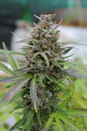 Семена Kannabia Seeds Baby Boom Auto (Автоцветущие феминизированные)