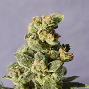 Семена Kannabia Seeds Gnomo Auto (Автоцветущие феминизированные)