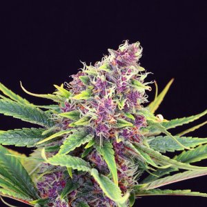 Семена Kannabia Seeds Purple Kush (Феминизированные)