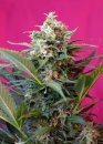 Sweet Seeds Big Devil XL Auto ® (Автоцветущие феминизированные)