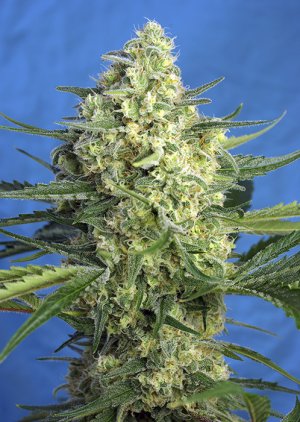 Семена Sweet Seeds Jack 47 XL Auto ® (Автоцветущие феминизированные)