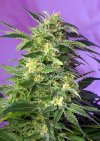 Killer Kush Auto ® (Автоцветущие феминизированные)