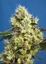 Sweet Seeds Sweet Gelato Auto ® (Автоцветущие феминизированные)