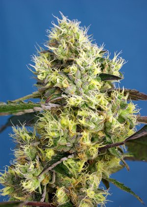 Семена Sweet Seeds Sweet Gelato Auto ® (Автоцветущие феминизированные)