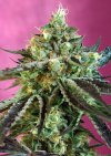 Sweet Nurse Auto CBD ® (Автоцветущие феминизированные)