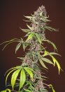 Sweet Seeds Red Mandarine F1 Fast Version ® (Феминизированные)