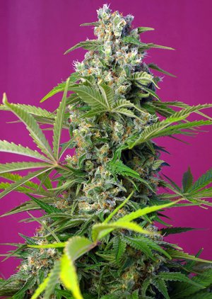 Семена Sweet Seeds Gorilla Girl ® (Феминизированные)