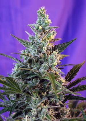 Семена Sweet Seeds Sweet Skunk F1 Fast Version ® (Феминизированные)