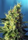 Sweet Seeds Sweet Pure CBD ® (Феминизированные)