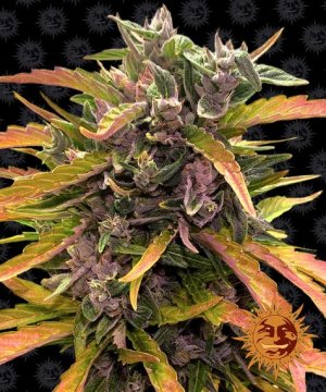 Семена Barney's Farm Seeds Gorilla Glue (Автоцветущие феминизированные)