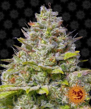 Семена Barney's Farm Seeds Blue Gelato 41 (Феминизированные)