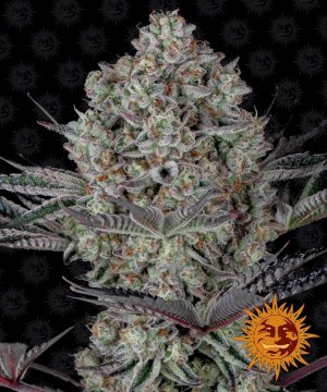 Семена Barney's Farm Seeds Dos Si Dos 33 (Феминизированные)