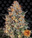 Barney's Farm Seeds Bubba Kush (Феминизированные)