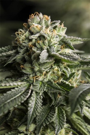 Семена Dinafem Seeds Remo Chemo (Феминизированные)