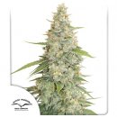 Dutch Passion Seeds Meringue (Феминизированные)