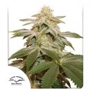 Dutch Passion Seeds Sugar Bomb Punch (Феминизированные)