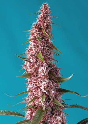 Семена Sweet Seeds Red Pure Auto CBD ® (Автоцветущие феминизированные)