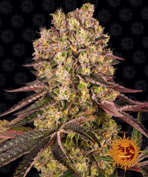 Семена Barney's Farm Seeds Runtz Muffin (Обычные)