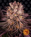 Barney's Farm Seeds Mimosa EVO x Orange Punch (Феминизированные)