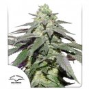 Dutch Passion Seeds Auto Skywalker Haze (Автоцветущие феминизированные)