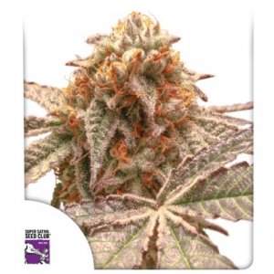 Семена Dutch Passion Seeds Purple OG Punch (Феминизированные)