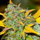 Nirvana Seeds Gelato (Автоцветущие феминизированные)
