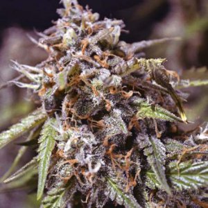 Семена Nirvana Seeds Zkittlez (Автоцветущие феминизированные)