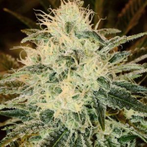Семена Nirvana Seeds Chemdog (Феминизированные)