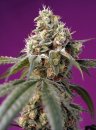 Sweet Seeds Bruce Banner Auto ® (Автоцветущие феминизированные)