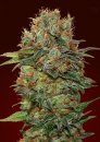 00 Seeds Auto Chocolate Kush (Автоцветущие феминизированные)