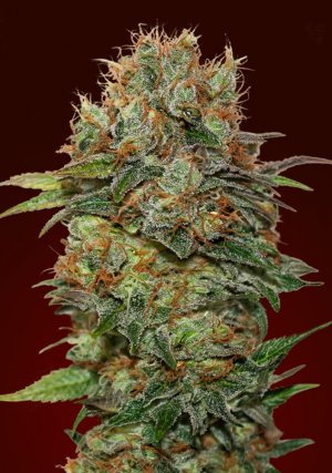 Семена 00 Seeds Auto Chocolate Kush (Автоцветущие феминизированные)