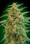 Auto Gorilla (Автоцветущие феминизированные)