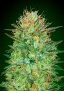 00 Seeds Auto Sweet Critical (Автоцветущие феминизированные)