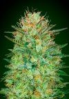 Auto Sweet Critical (Автоцветущие феминизированные)
