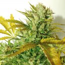 Flash Seeds Kush Van Stitch (Автоцветущие феминизированные)