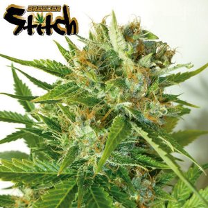 Семена Flash Seeds Onyx (Автоцветущие феминизированные)