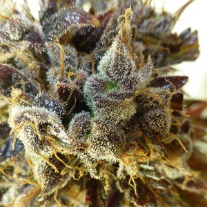 Семена Flash Seeds Purple Mazar (Автоцветущие обычные)