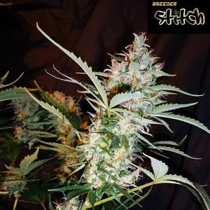 Семена Flash Seeds Russian Haze (Автоцветущие феминизированные)