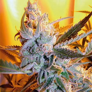 Семена Flash Seeds Heaven’s Haze (Автоцветущие обычные)