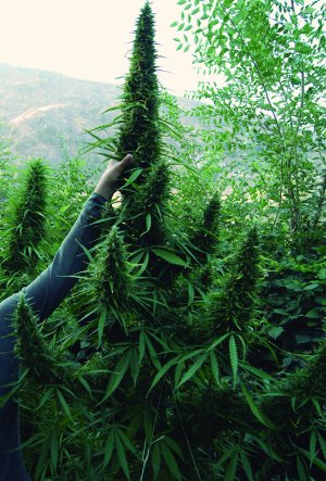 Семена Flash Seeds Strawberry Mango Haze (Автоцветущие феминизированные)