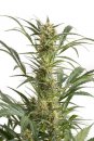 Dinafem Seeds Amnesia XXL (Автоцветущие феминизированные)