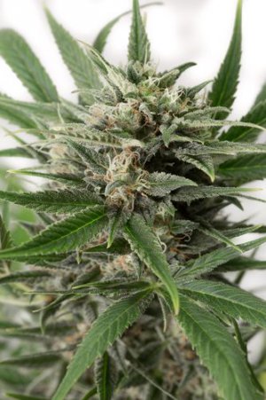 Семена Dinafem Seeds Blue Amnesia XXL (Автоцветущие феминизированные)