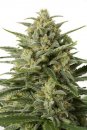 Dinafem Seeds White Widow XXL (Автоцветущие феминизированные)
